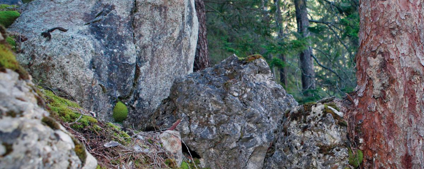 Baum stoppt Felsbrocken