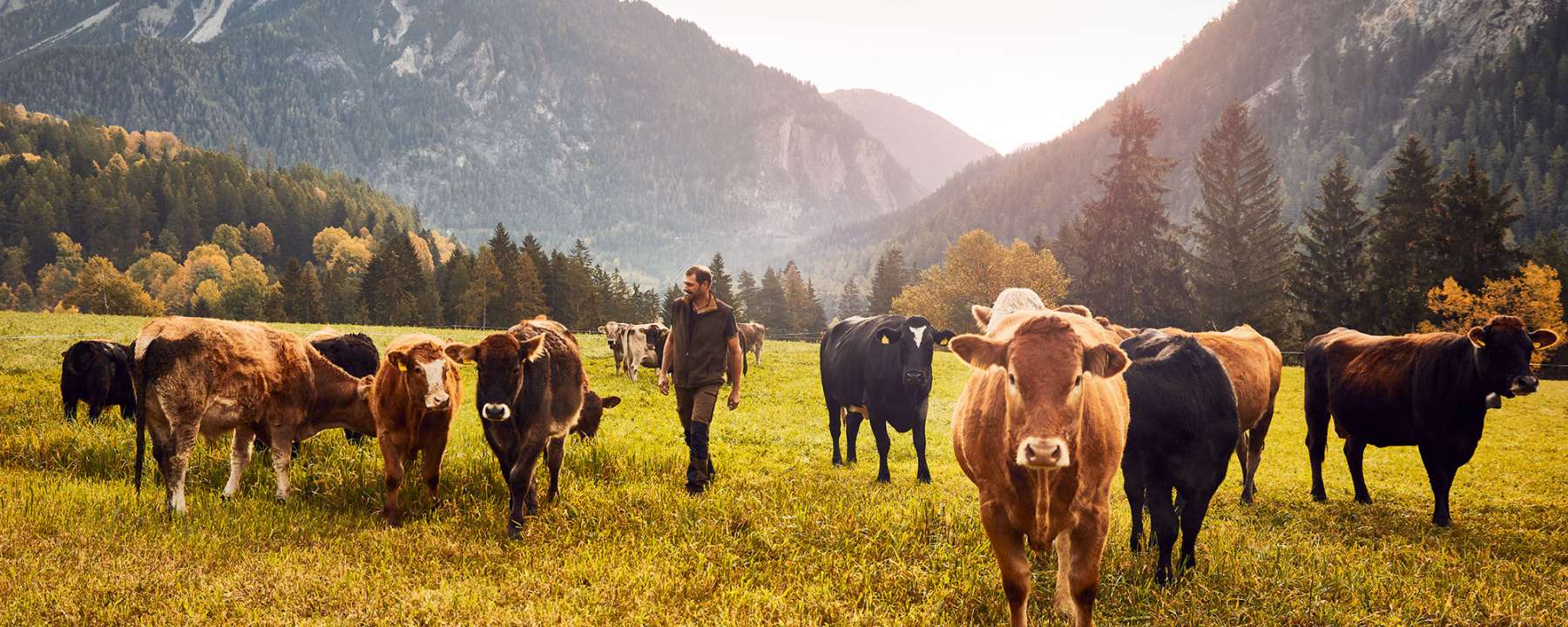 Kühe bei der Ranch Farsox mit Ausblick ins Albulatal Richtung Filisur u. Bergün © Giglio Pasqua