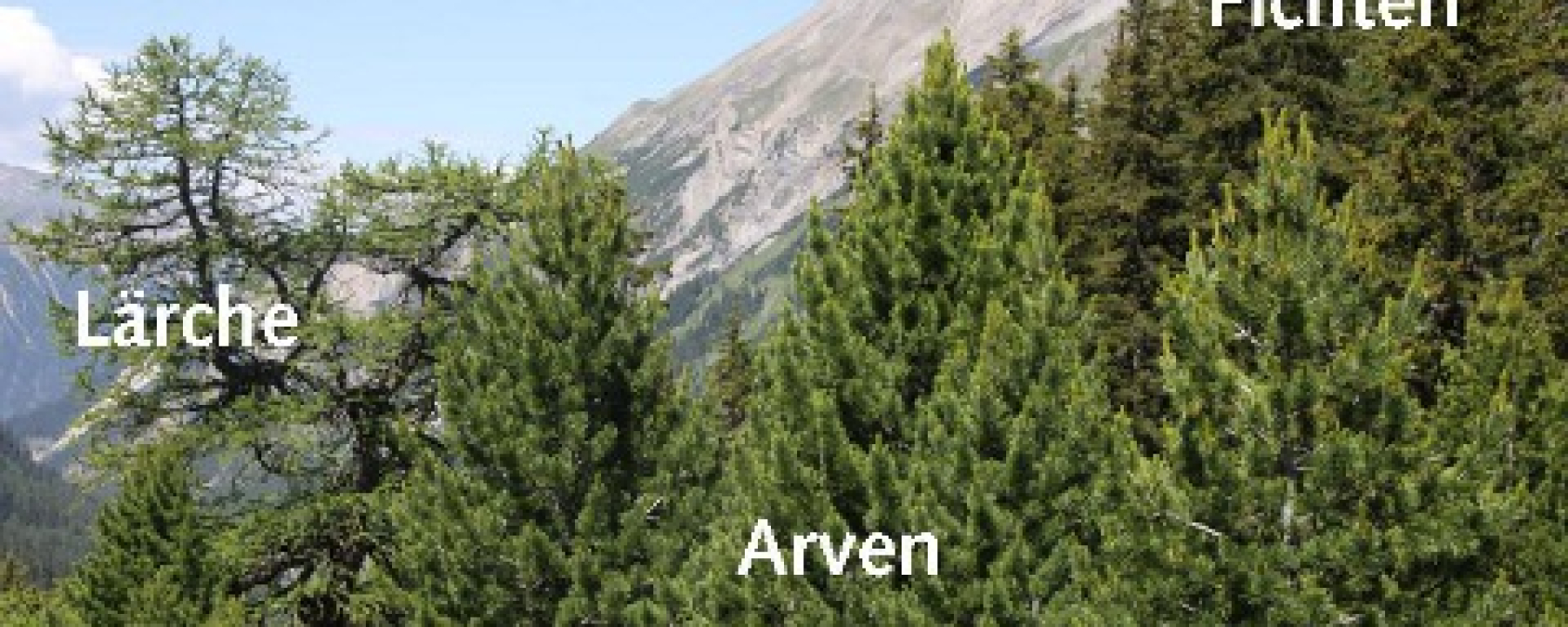 Auf dem Bild siehst du die 3 Baumarten Lärche, Arve und Fichte.