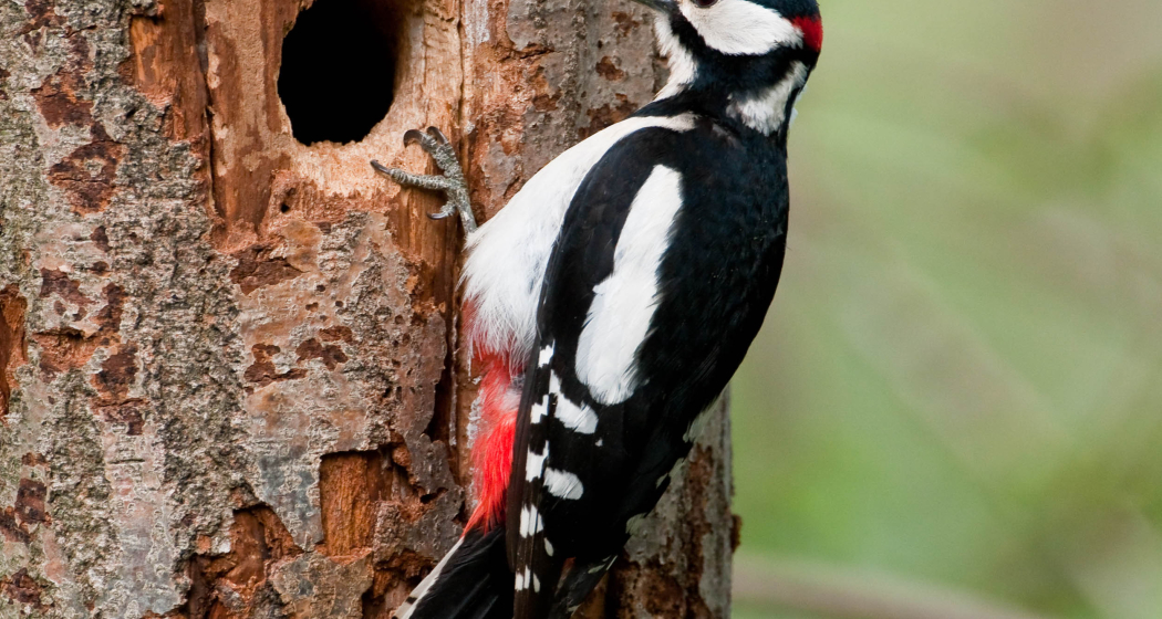 Vogelexkursion und Bauernfrühstück (nsp_img_80f048a) Vogelexkursion und Bauernfrühstück (nsp_img_80f048a)