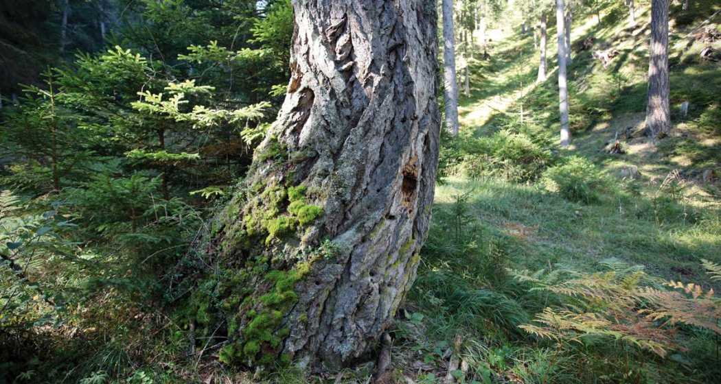 Bergföhre Bergföhre