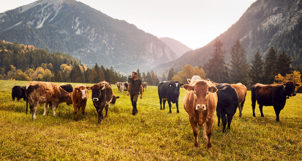 Kühe bei der Ranch Farsox mit Ausblick ins Albulatal Richtung Filisur u. Bergün © Giglio Pasqua Kühe bei der Ranch Farsox mit Ausblick ins Albulatal Richtung Filisur u. Bergün © Giglio Pasqua