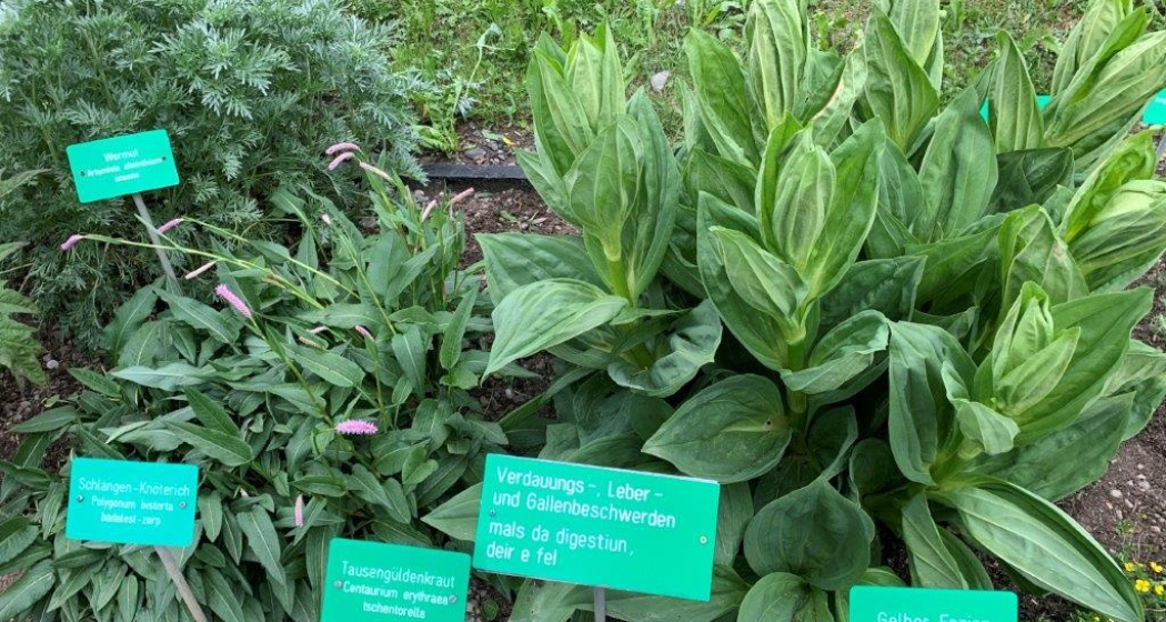 Heilkräutergarten vor dem Museum - Iert d’ ervas medicinalas (oua_49664646_image) Heilkräutergarten vor dem Museum - Iert d’ ervas medicinalas (oua_49664646_image)