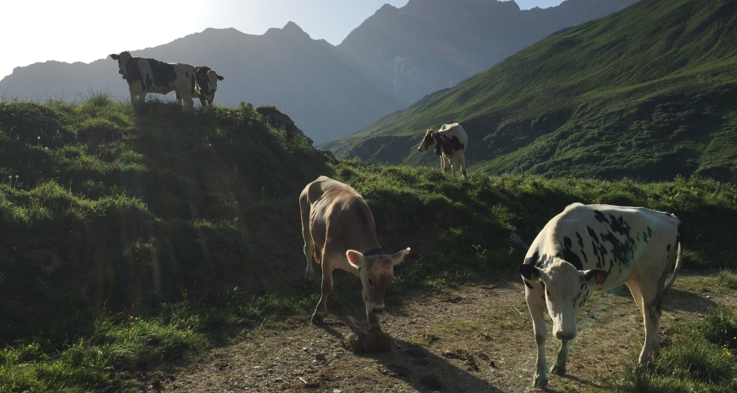Aufstieg zur Alp Schmorras Aufstieg zur Alp Schmorras