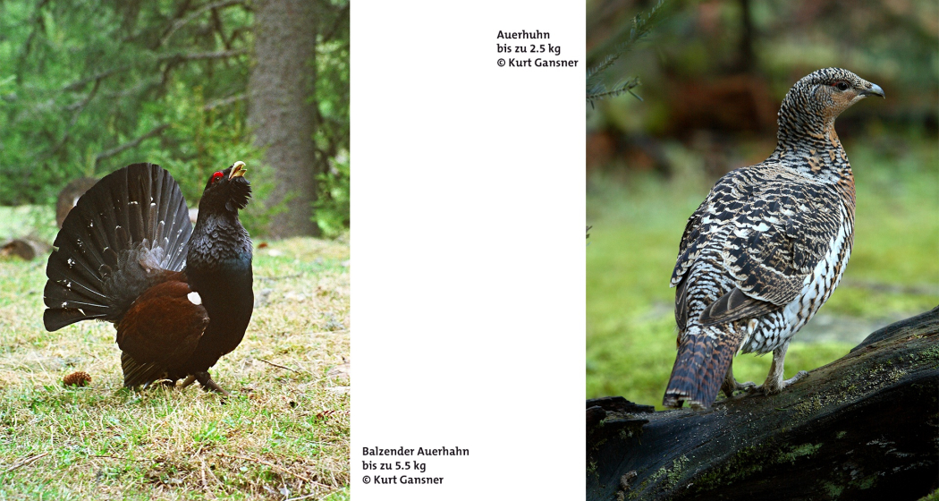 Das Auerhuhn Das Auerhuhn