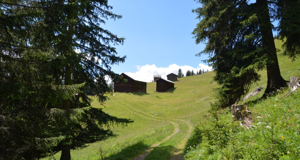 Alp Alp