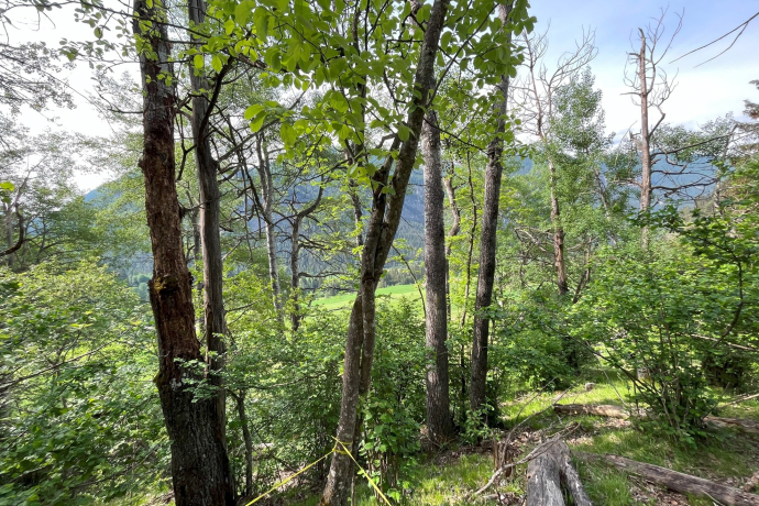 Vortragsreihe: Die Holzkäfervielfalt im Parc Ela (nsp_img_a2e1ff9) Vortragsreihe: Die Holzkäfervielfalt im Parc Ela (nsp_img_a2e1ff9)