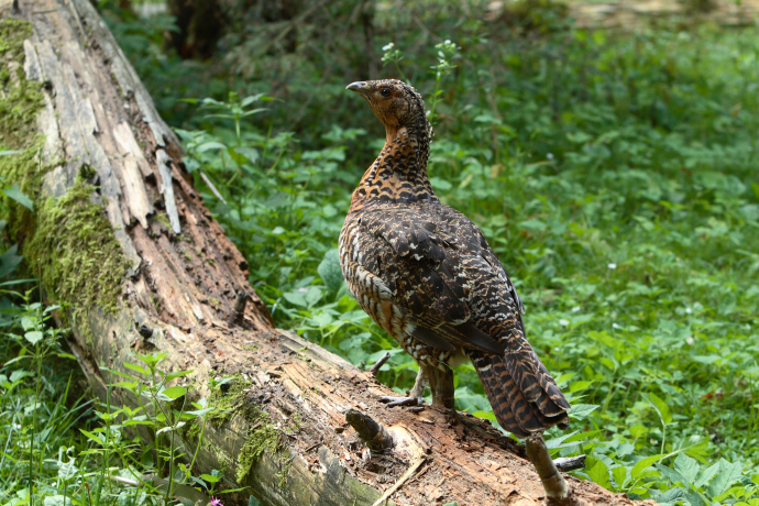 Das Auerhuhn, König des Bergwaldes (nsp_img_e57555b) Das Auerhuhn, König des Bergwaldes (nsp_img_e57555b)