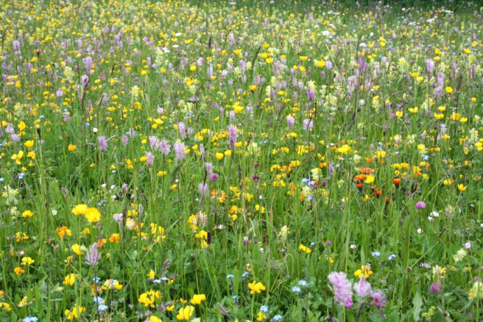 Alpenflora-Erlebnispfad (oua_3971692_image)