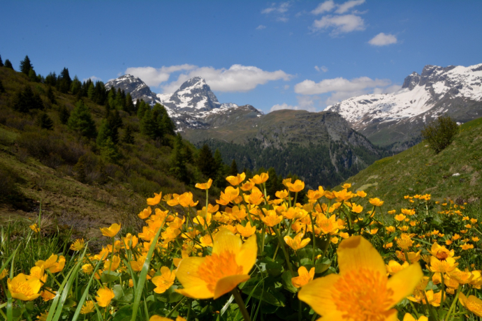 Marmorera - Alp Flix - Rona (oua_39779025_image)