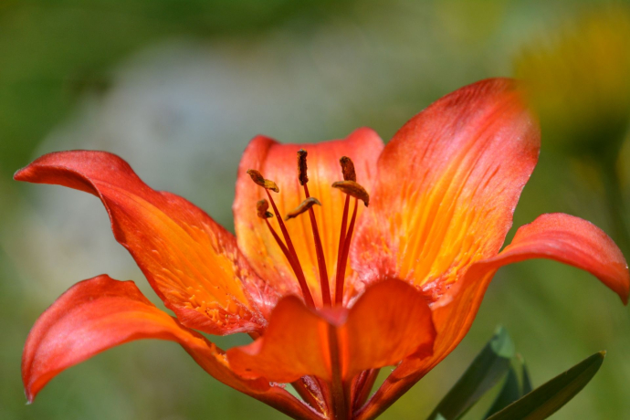 Tgant Pensa - Alp d'Err - Tgant Pensa (Kinderwagengerecht) (oua_40351285_image)