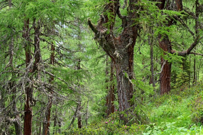 Naturwald Val Faller