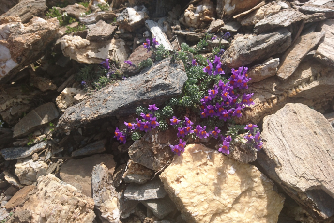 Etappe 3: Kalkliebendes Alpen-Leinkraut Val Curtegns