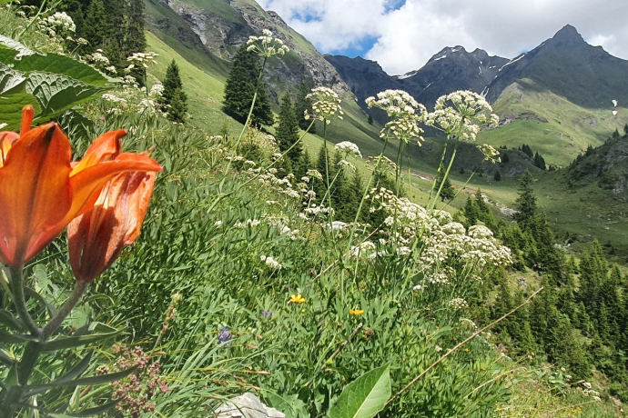 Pensa - Furschela da Colm - Falotta - Alp Flix (oua_94756947_image)