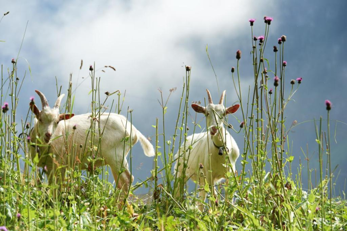 001.06 Alpine Bike Etappe 6 Tiefencastel - Safien Platz