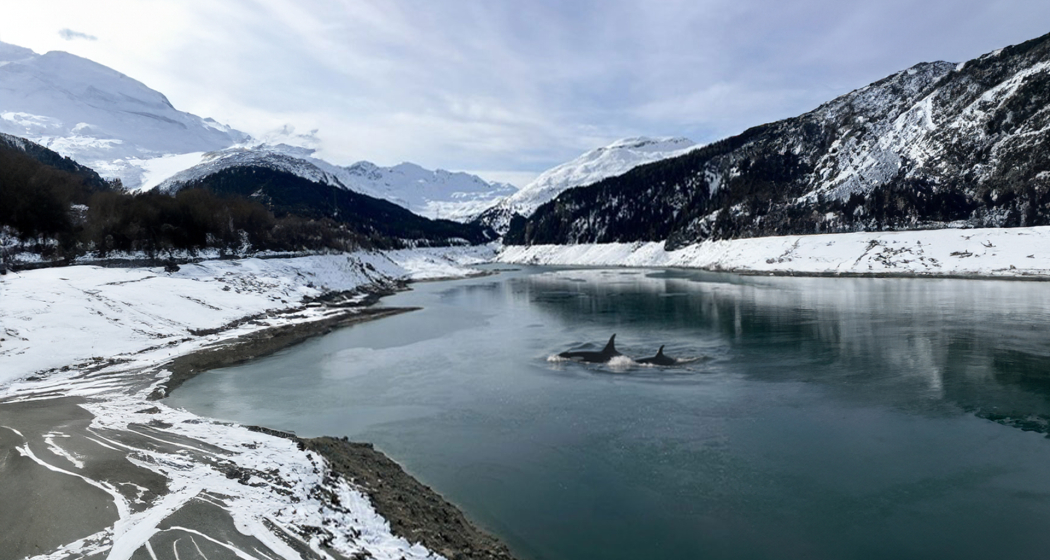 Lai da Marmorera mit Orcas Lai da Marmorera mit Orcas