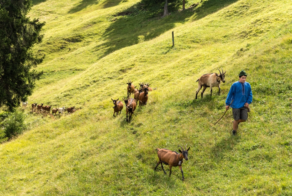 Geissenpeter auf der Alp Tigignas in Savognin