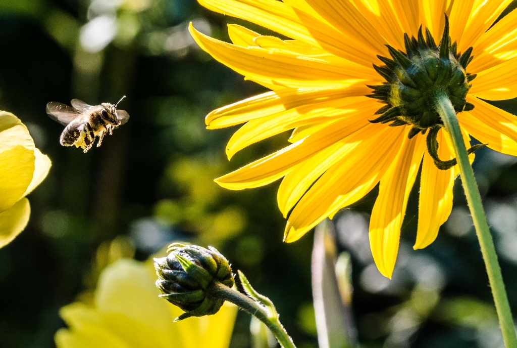Bienen im Frühling