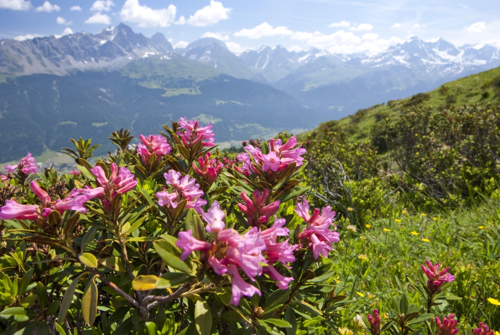 Blumenlandschaft in Savognin Bivio