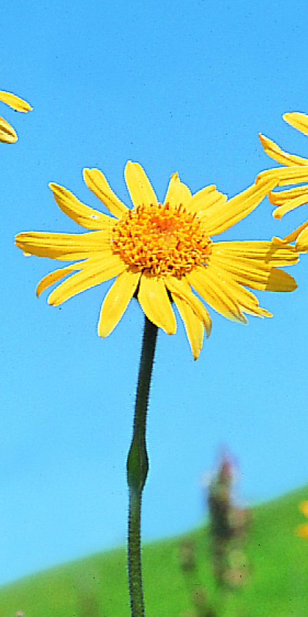 Arnica
