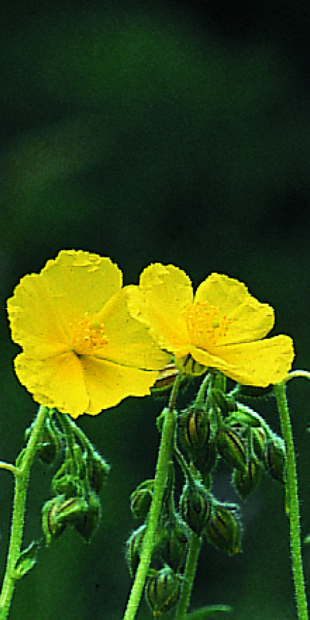 Sonnenröschen