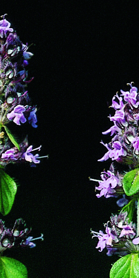 Thymian