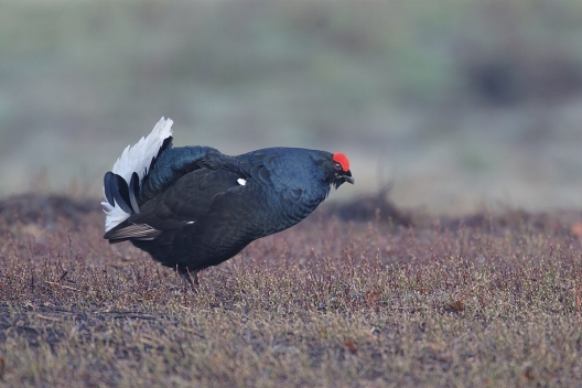 Birkhahn Birkhahn
