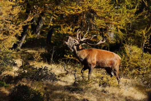 Hirsch im Naturpark Ela @G.Crameri Hirsch im Naturpark Ela @G.Crameri