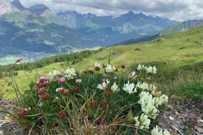 Alpenflora Erlebnispfad ""