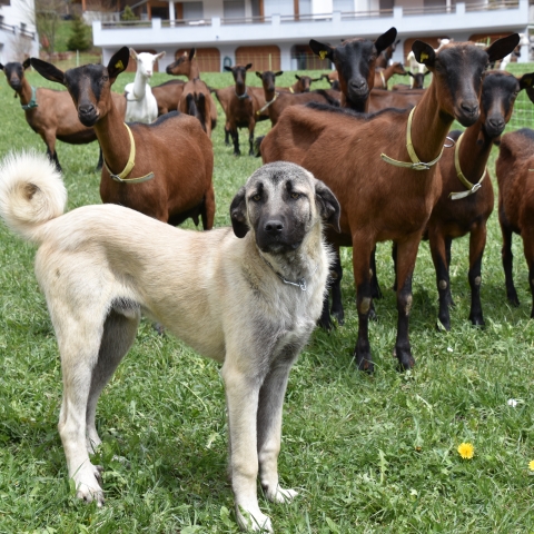 herdenschutzhunde herdenschutzhunde