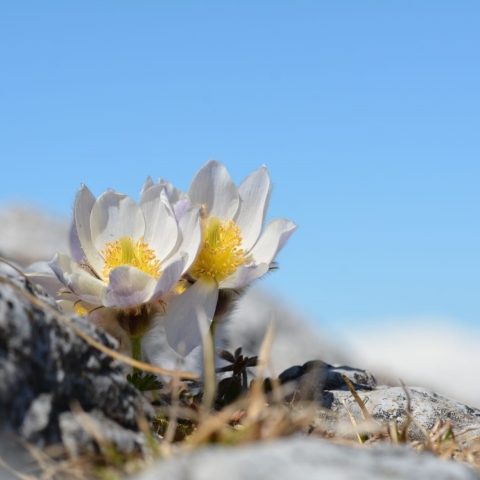 Frühling Krokus Frühling Krokus