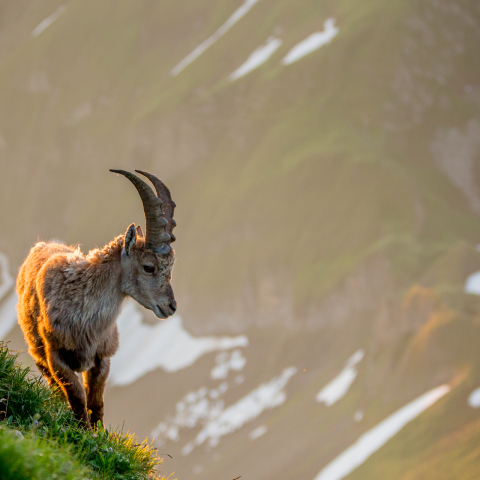 Steinbock