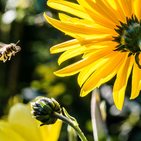 Bienen im Frühling Bienen im Frühling