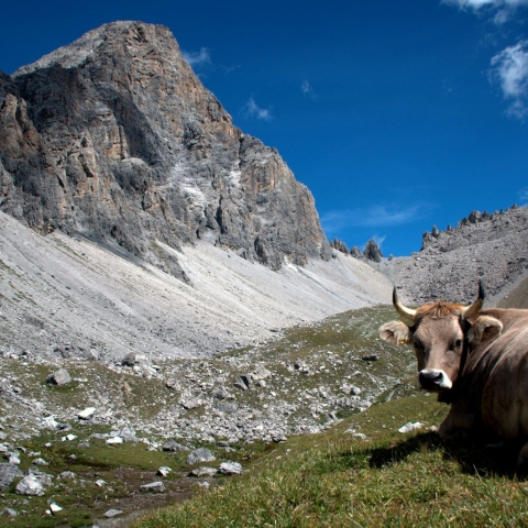 lai-tigiel-segantini-savognin-graubünden-schweiz-wandern-bergsee lai-tigiel-segantini-savognin-graubünden-schweiz-wandern-bergsee