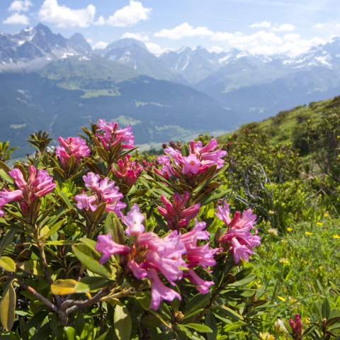 Blumenlandschaft in Savognin Bivio