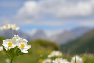 blumen-frühling-wandern blumen-frühling-wandern