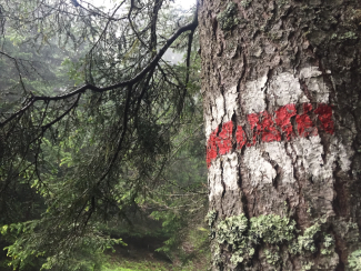 wandern-markierung-baum-wegweiser wandern-markierung-baum-wegweiser