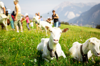 Geissenpeter Tigignas Savognin Geissenpeter Tigignas Savognin