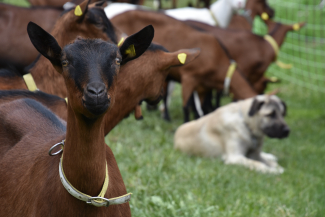 geiss mit herdenschutzhund geiss mit herdenschutzhund