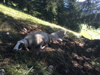 herdenschutzhunde herdenschutzhunde