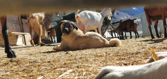 herdenschutzhund herdenschutzhund