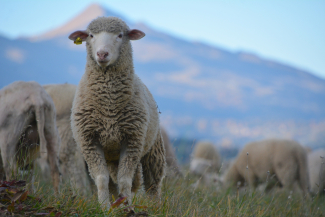 Schaf auf der Weide Schaf auf der Weide