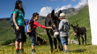 Reiten auf der Alp Flix Reiten auf der Alp Flix