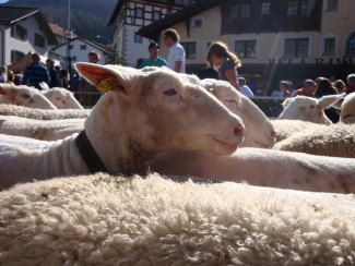 Schafschur in Savognin Schafschur in Savognin