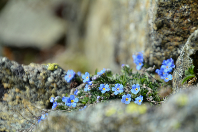 blumen blumen
