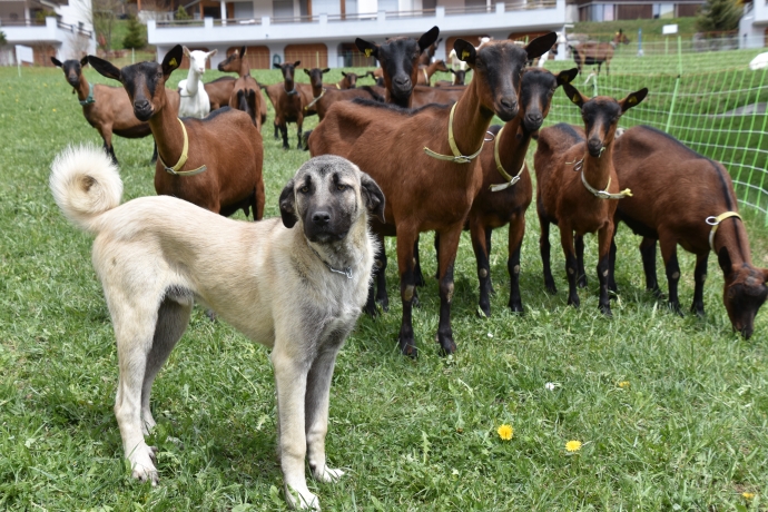 herdenschutzhunde herdenschutzhunde