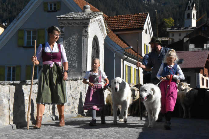 Einzug der Schafe