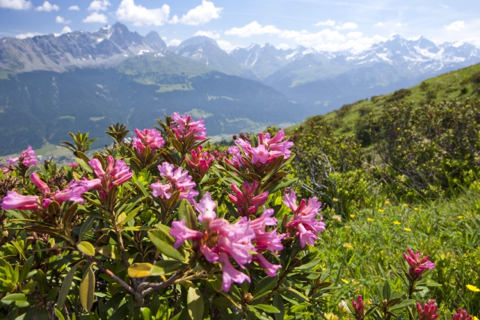 Alpine roses in Savognin Bivio Alpine roses in Savognin Bivio